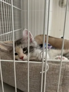 KKK.KKK 様のお迎えした子猫