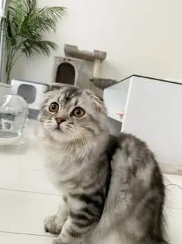 あやち 様のお迎えした子猫