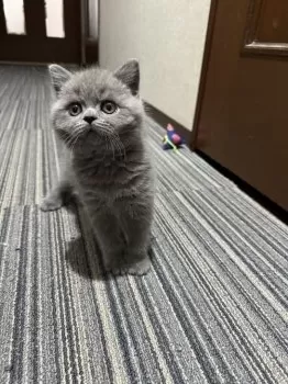 K.S 様のお迎えした子猫