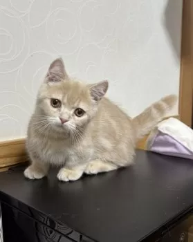 N.Y 様のお迎えした子猫