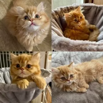 emiiina 様のお迎えした子猫