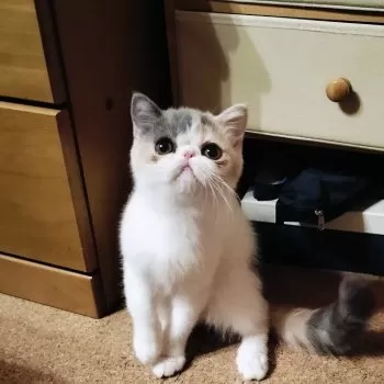 コウメさん 様のお迎えした子猫