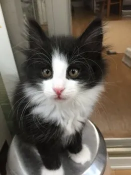 アルママ。 様のお迎えした子猫