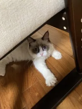 みい 様のお迎えした子猫