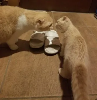 めぐ 様のお迎えした子猫