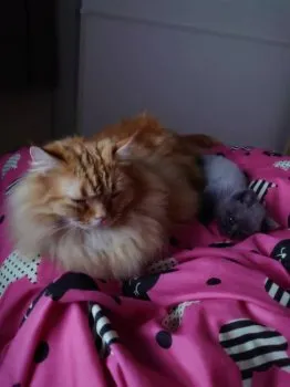 Y.F 様のお迎えした子猫