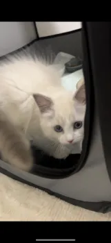 ハナ 様のお迎えした子猫