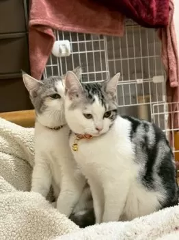 A.K 様のお迎えした子猫