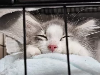 K.M 様のお迎えした子猫