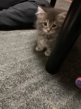ノア 様のお迎えした子猫