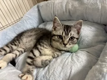 クラウド 様のお迎えした子猫