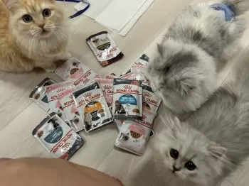 なぎさ 様のお迎えした子猫