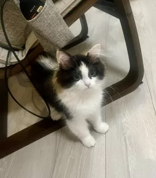 かぶきあげ 様のお迎えした子猫