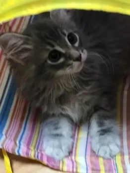 Seaママ 様のお迎えした子猫