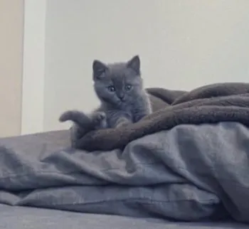 ゆうちゃ 様のお迎えした子猫