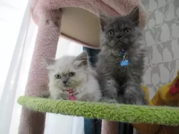 まあ 様のお迎えした子猫