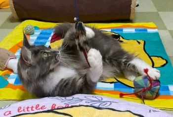 青麦パパ 様のお迎えした子猫