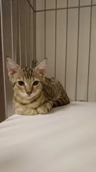 アヴィちゃん 様のお迎えした子猫