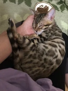 みぃこ 様のお迎えした子猫