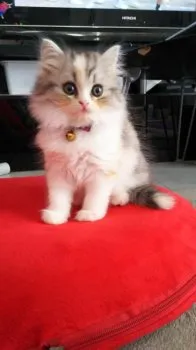 めーこ 様のお迎えした子猫