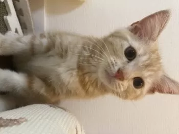 J.S 様のお迎えした子猫