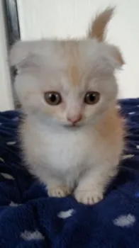 みー 様のお迎えした子猫