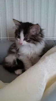 churchill 様のお迎えした子猫