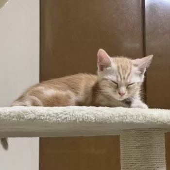 Y.S 様のお迎えした子猫