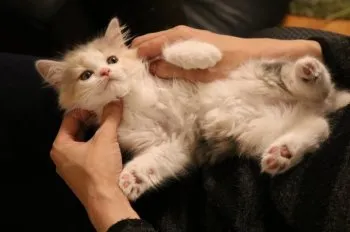 さとみ 様のお迎えした子猫