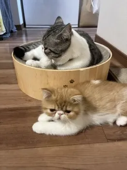 mik 様のお迎えした子猫