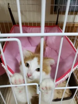 マイー 様のお迎えした子猫