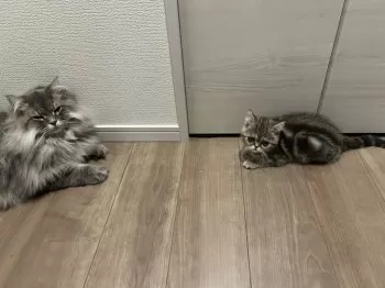 R.O 様のお迎えした子猫
