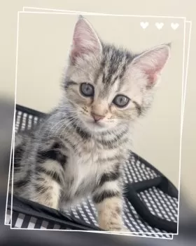 OS 様のお迎えした子猫