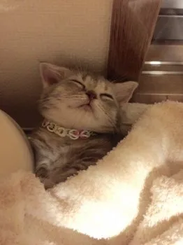 nekoko 様のお迎えした子猫