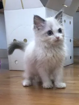 ナオツ 様のお迎えした子猫