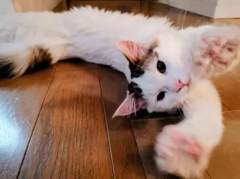 とら 様のお迎えした子猫