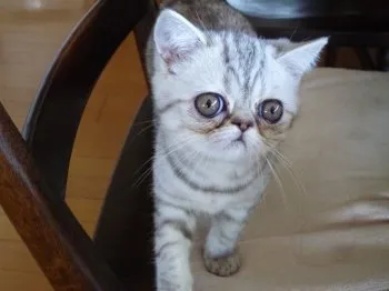 nene 様のお迎えした子猫