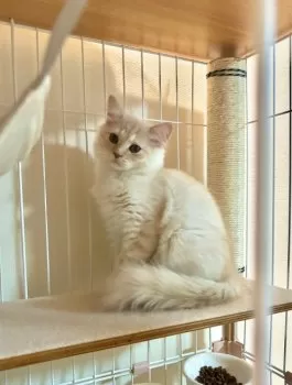 まめ 様のお迎えした子猫