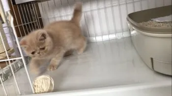 N.K 様のお迎えした子猫