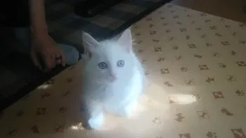 猫になりたい 様のお迎えした子猫