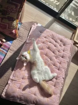 プー助 様のお迎えした子猫