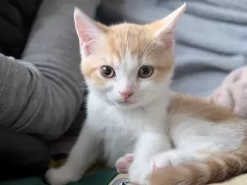 T.Y 様のお迎えした子猫