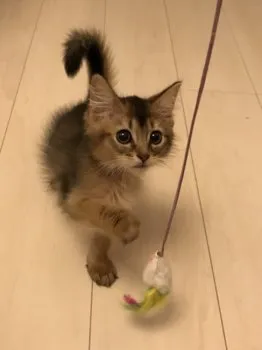 サムママ 様のお迎えした子猫