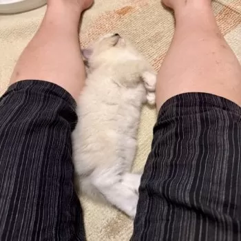 K.H 様のお迎えした子猫