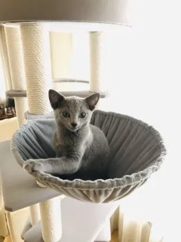 Y.H. 様のお迎えした子猫