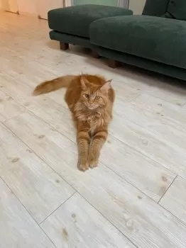 K.H 様のお迎えした子猫