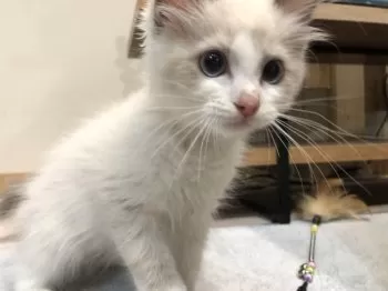 英兎 様のお迎えした子猫