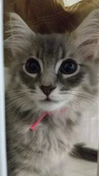 T・W 様のお迎えした子猫