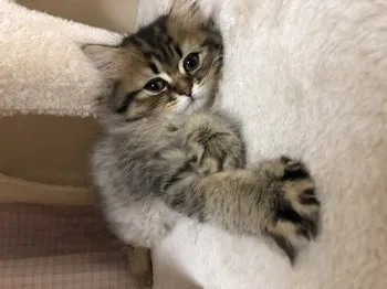 てぃと 様のお迎えした子猫