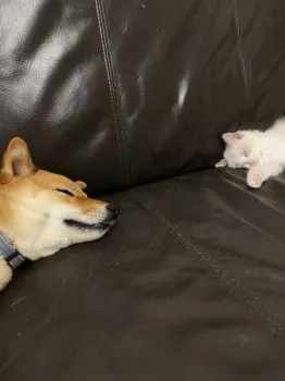 K.O 様のお迎えした子猫